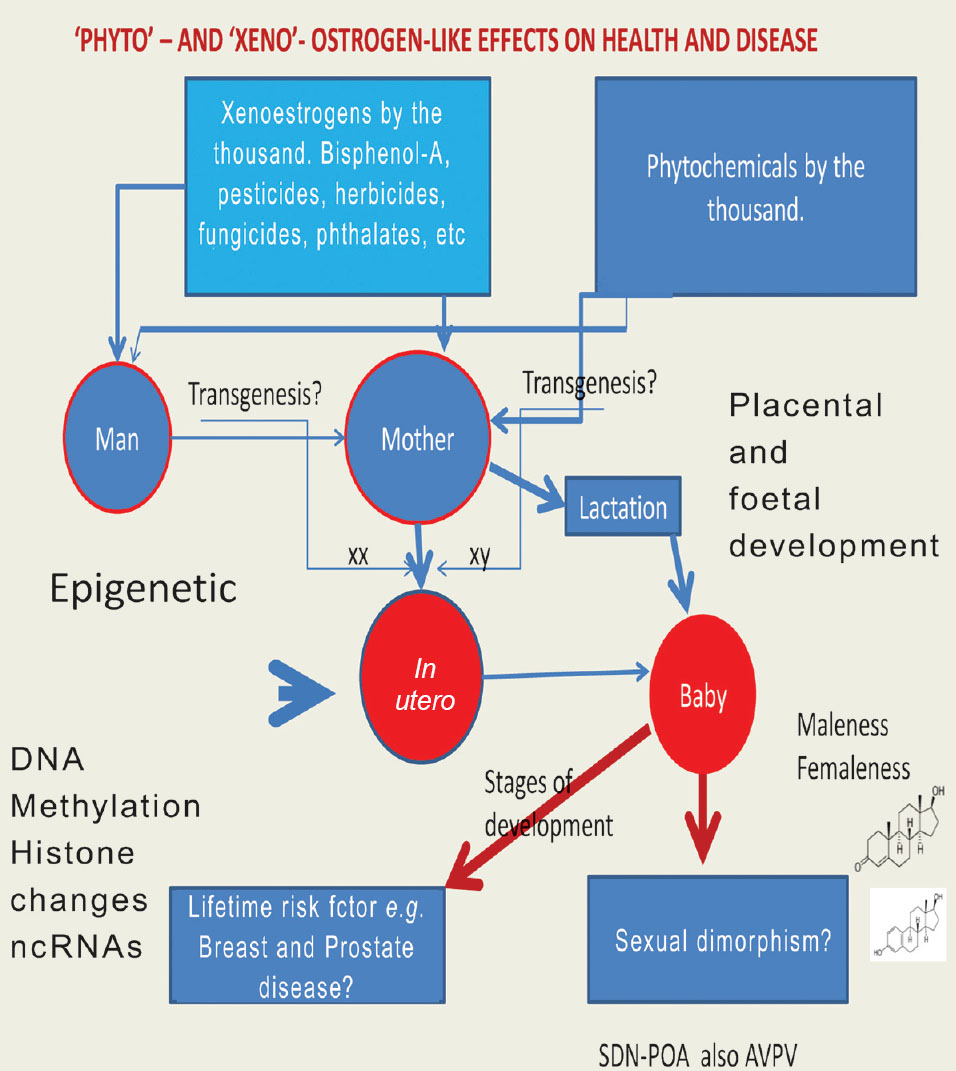 The interrelation between dietary xenoestrogens and phytochemicals in male and female that may introduce an exogenous gene (transgenesis), and evoking the widely accepted theory that an individual animal develops by the gradual differentiation and elaboration of a fertilized egg cell, as indicated, through DNA methylation and other changes, e.g. histone modifications (epigenetics) which imprint on foeto-placental development and lifetime risk of non-communicable diseases. SDN-POA refers to the sexual dimorphic nucleus located in the pre-optic area of the brain which is linked to sexual behaviour; AVPV is the anteroventral periventicular nucleus of the hypothalamus and is particularly implicated in imprinting rats. The chemical structures (lower right) refer to testosterone and oestradiol (maleness/femaleness). The term by the thousand implies a multifarious very large indeterminate number of compounds.